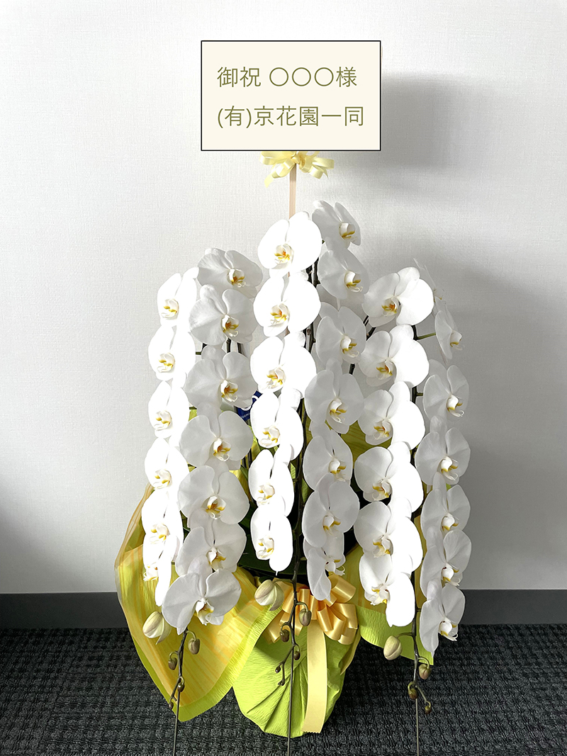 胡蝶蘭鉢 ¥33,000-(税込)